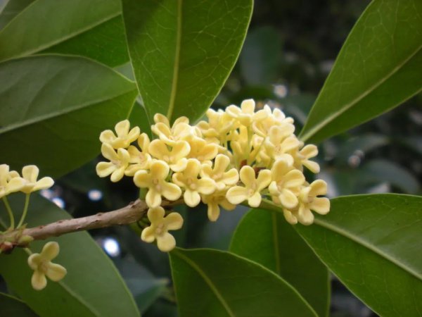 桂花品种知多少
