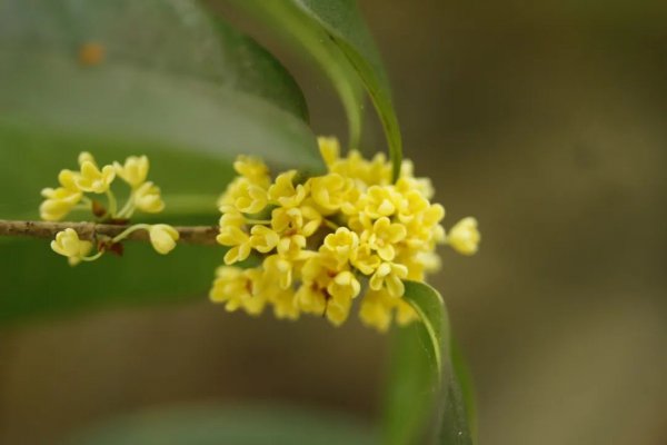 桂花品种知多少