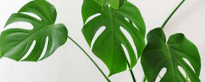 怎样养殖龟背竹盆栽 花卉龟背竹养护小妙招