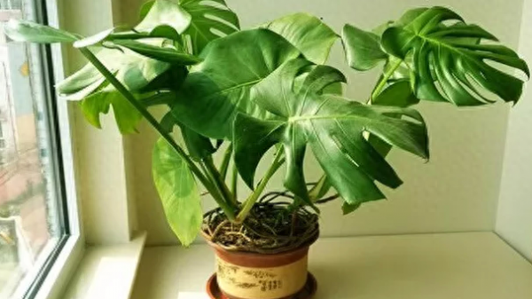 怎样养殖龟背竹盆栽