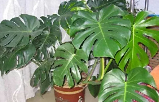 怎样养殖龟背竹盆栽
