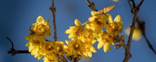 腊梅盆景夏天怎么养