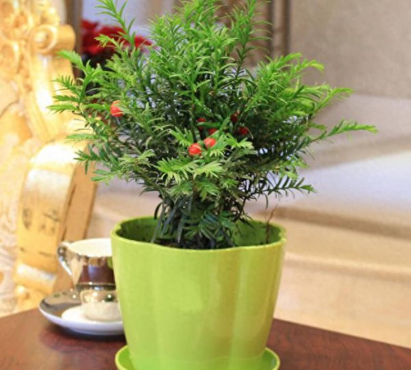 怎样种植盆栽红豆杉
