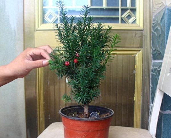 怎样种植盆栽红豆杉