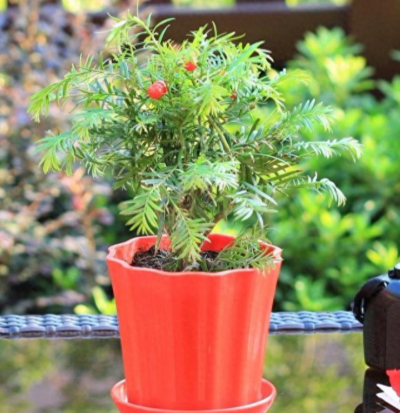 怎样种植盆栽红豆杉