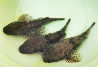 淡水鱼有哪些品种 淡水鱼的品种大全介绍
