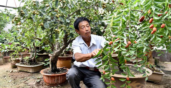矮化果树盆景怎么养