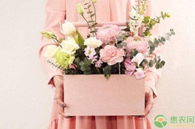 如何养康乃馨盆栽 康乃馨栽培技术要点