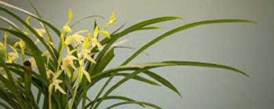 如何种植兰花盆栽 兰花栽培技术与养护