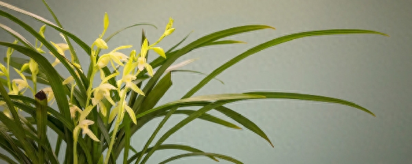 如何种植兰花盆栽