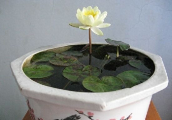 盆栽睡莲怎样养能开花
