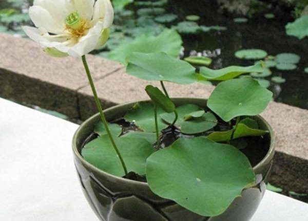 盆栽睡莲怎样养能开花
