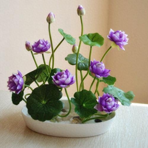 盆栽睡莲怎样养能开花
