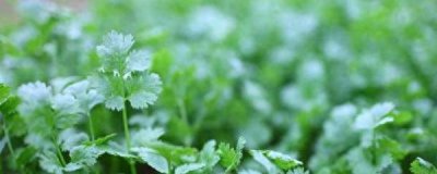 香菜怎么种发芽最快 种香菜的步骤方法和时间