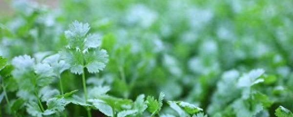 香菜怎么种发芽最快
