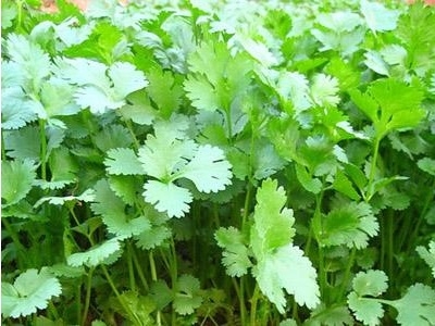 香菜怎么种发芽最快