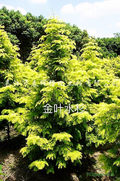 彩叶树有哪些品种