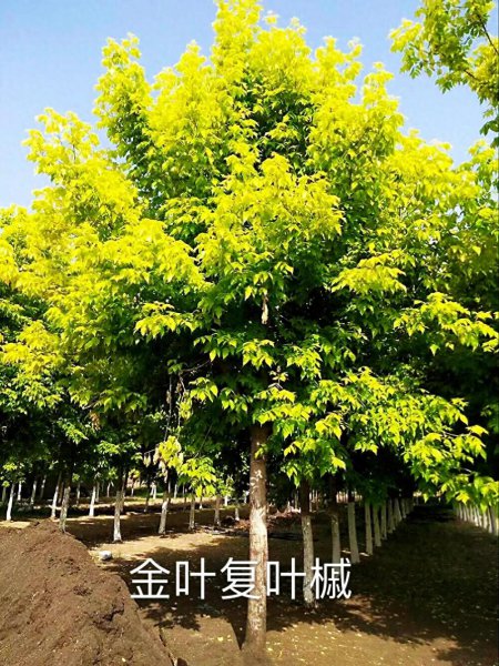 彩叶树有哪些品种