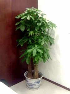 如何养好发财树盆栽 教你发财树的正确养法