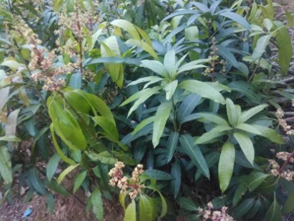 芒果盆栽怎样种植