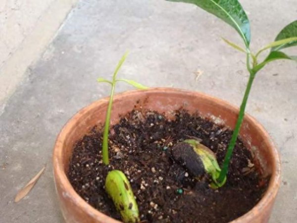芒果盆栽怎样种植