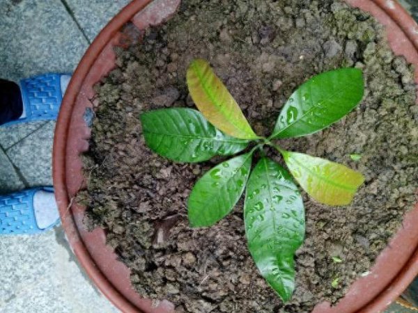 芒果盆栽怎样种植