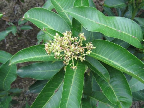芒果盆栽怎样种植