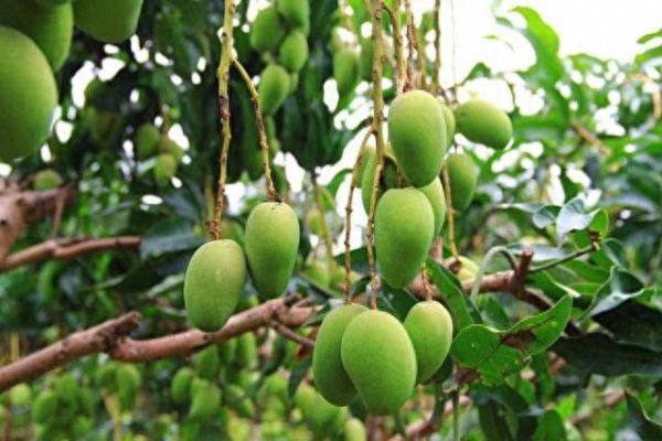 芒果盆栽怎样种植