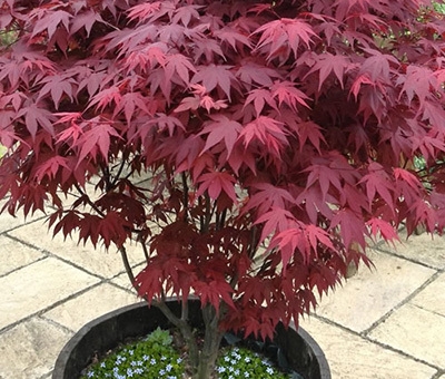 红枫盆景怎么养才能更旺盛