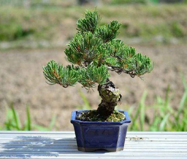 松树盆景怎么养护