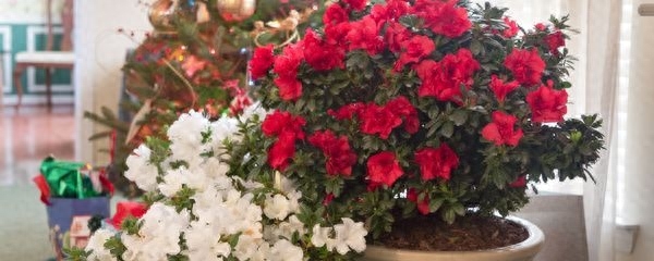 如何养活杜鹃花盆栽