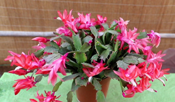 花卉蟹爪兰怎么养