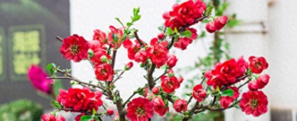 如何养好海棠花盆栽