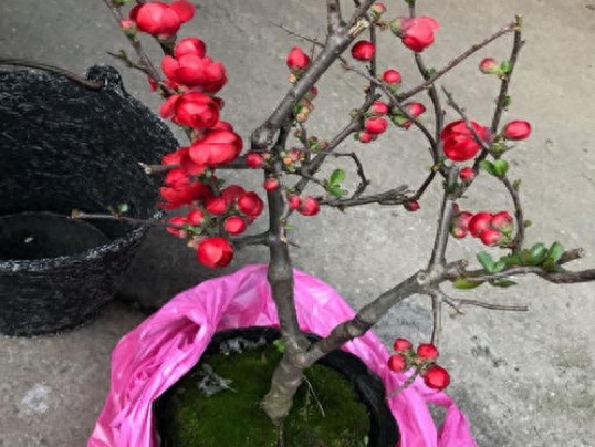 如何养好海棠花盆栽
