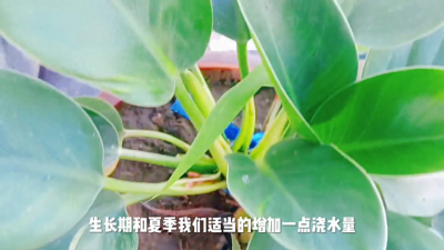 金钻花适合室内养吗 盆栽金钻花的养护技巧