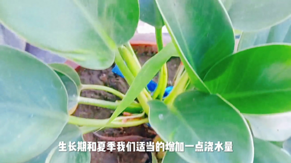 金钻花适合室内养吗