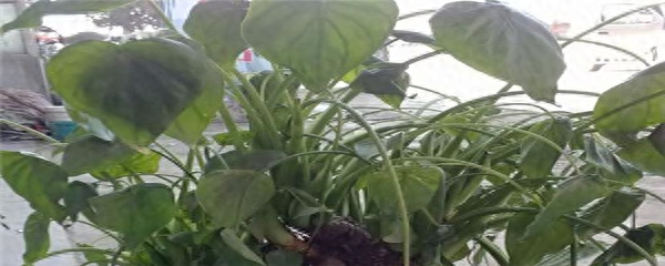 滴水观音盆栽怎么养