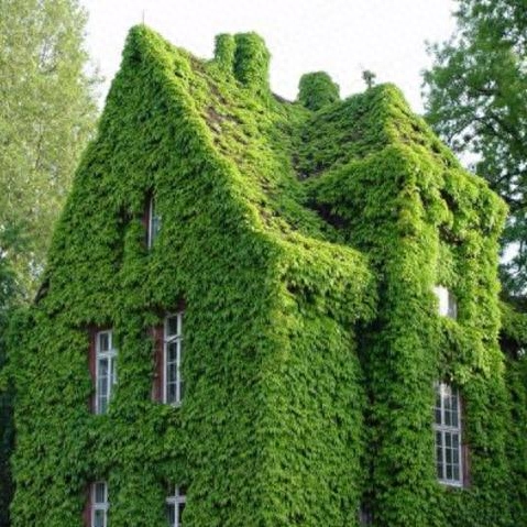 藤蔓植物有哪些