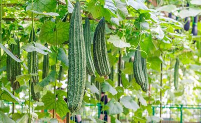 6月份种什么蔬菜最合适 八种适合6月份种蔬菜推荐