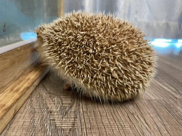 刺猬有什么生活特点
