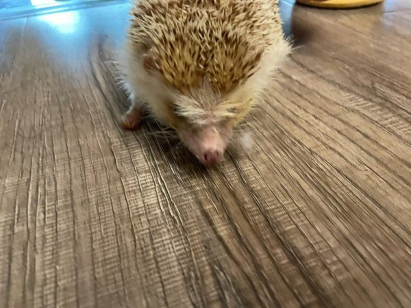 刺猬有什么生活特点