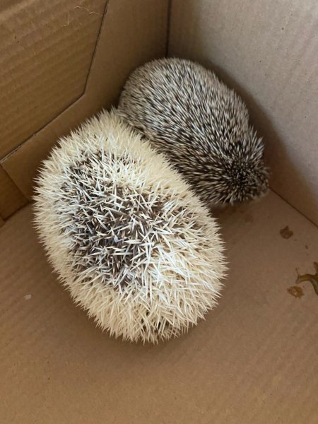 刺猬有什么生活特点
