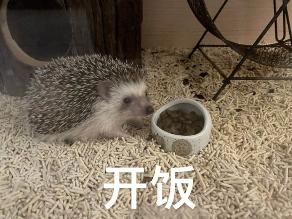 刺猬有什么生活特点
