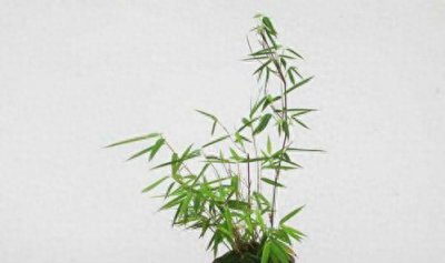 盆栽毛竹怎么种植 竹子盆景养护小妙招