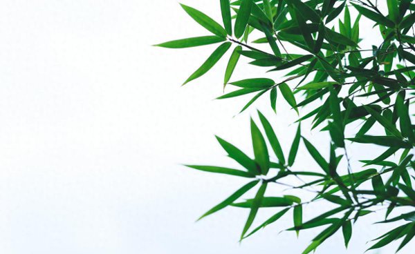 盆栽毛竹怎么种植