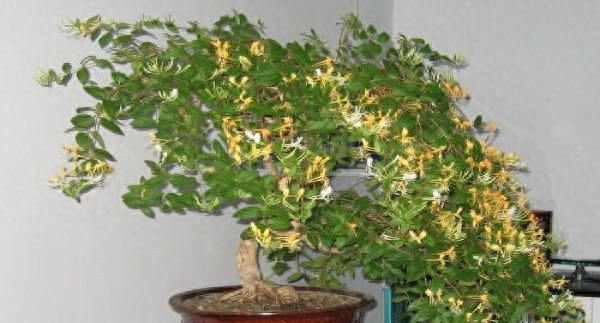 金银花盆景冬天怎么养