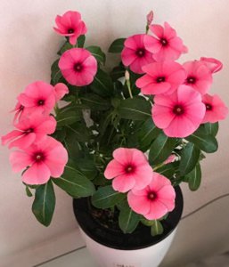 如何养殖长春花盆栽 长春花的养护和种植