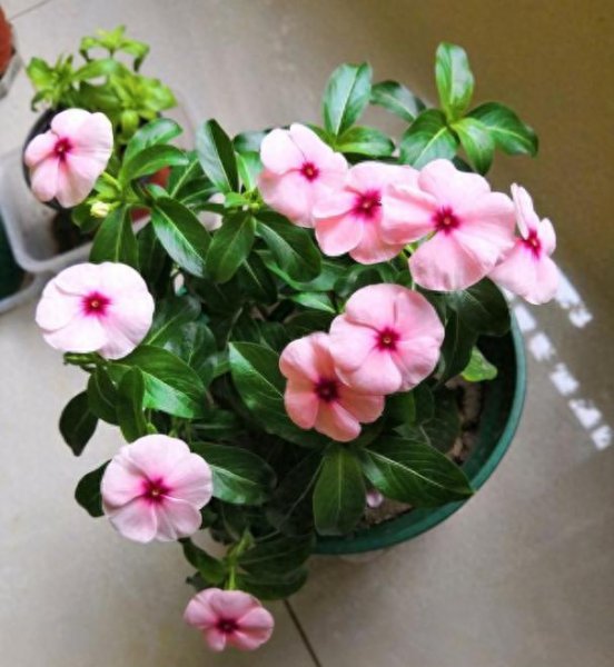 如何养殖长春花盆栽
