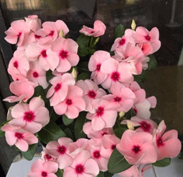 如何养殖长春花盆栽