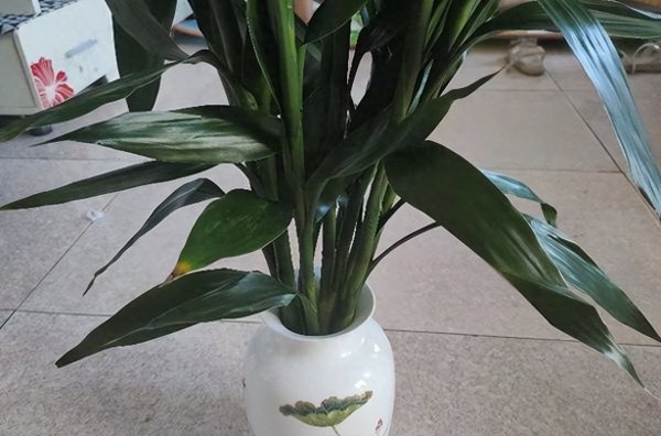 富贵竹怎么养才能更旺盛